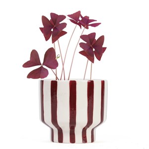 Trèfles pourpre à faire pousser