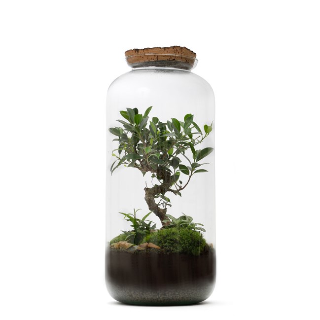 Nature & Découvertes - Terrarium bonsaï large