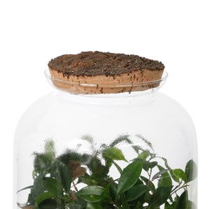 Terrarium bonsaï large