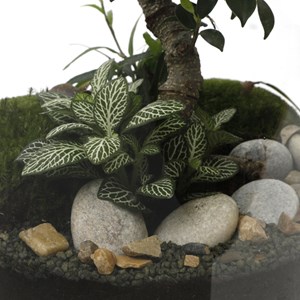 Terrarium bonsaï large