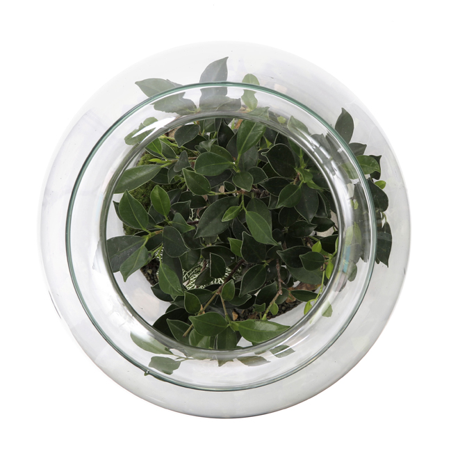 Terrarium bonsaï large Terrarium bonsaï large