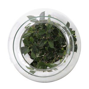 Terrarium bonsaï large