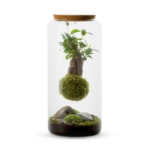 Terrarium Mia ginseng suspendu L