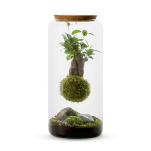 Terrarium Mia ginseng suspendu L