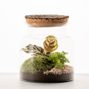 Petit terrarium Lyo