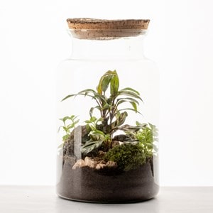 Moyen terrarium Lyo