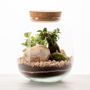 Terrarium Moly