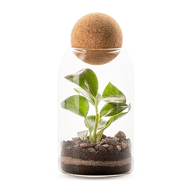 Nature & Découvertes - Terrarium Niwa