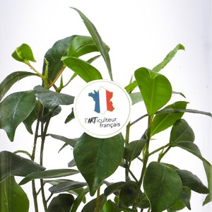 Grand terrarium Green Tower