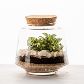 Terrarium Izumi