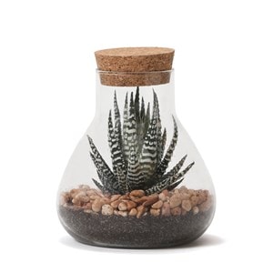 Terrarium laborantin succulente