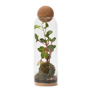 Terrarium Niwa Kokedama