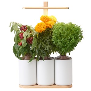 Lilo Edition potager connecté