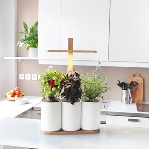 Lilo Edition potager connecté