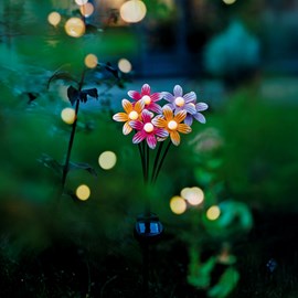 Bouquet de fleurs solaire à planter