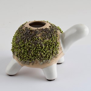 Kit de culture cresson tortue