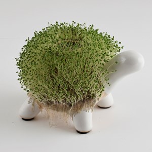 Kit de culture cresson tortue