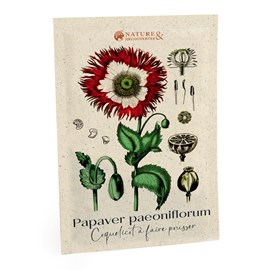 Coquelicot à faire pousser