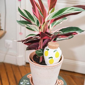 Olla en céramique citrons Pépin