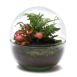 Terrarium nano earth 