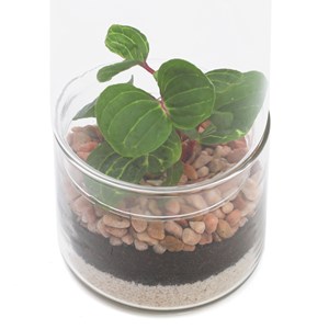 Petit terrarium Green Tower