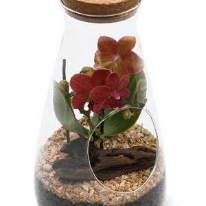 Terrarium orchidée