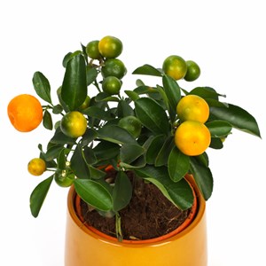 Mini citronnier en pot Calamondin