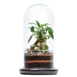 Moyen terrarium Spicy