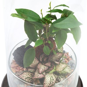 Moyen terrarium Spicy