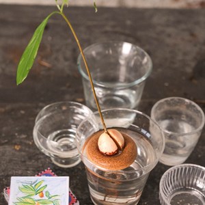 Bouée de germination pour avocat