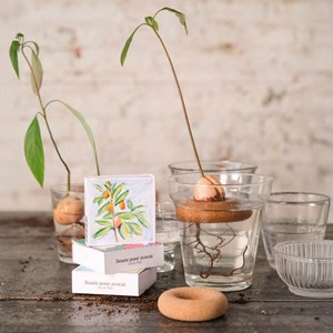 Bouée de germination pour avocat