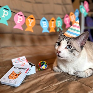 Kit anniversaire pour chat