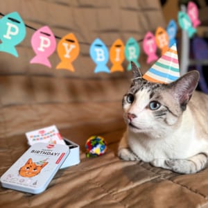 Kit De Fête Anniversaire Chat - 60 Pièces Pour 12 Enfants (assiettes, Gobelets, Serviettes, Pailles)