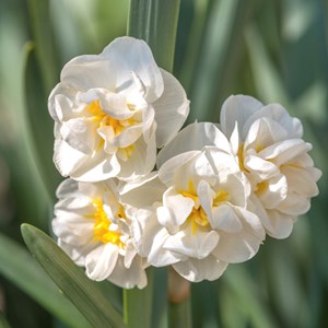 Kit narcisses parfumés à faire pousser