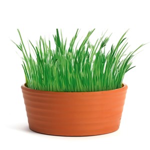 Kit herbe à chat à faire pousser