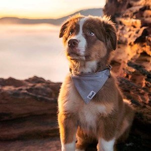 Bandana pour chien L Bleu