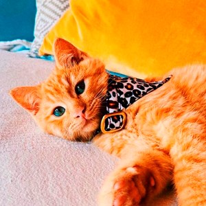Bandana pour chat Léopard