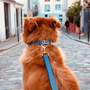Laisse pour chien ou chat Bleu