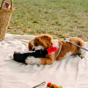 Jouet pour chien bouteille