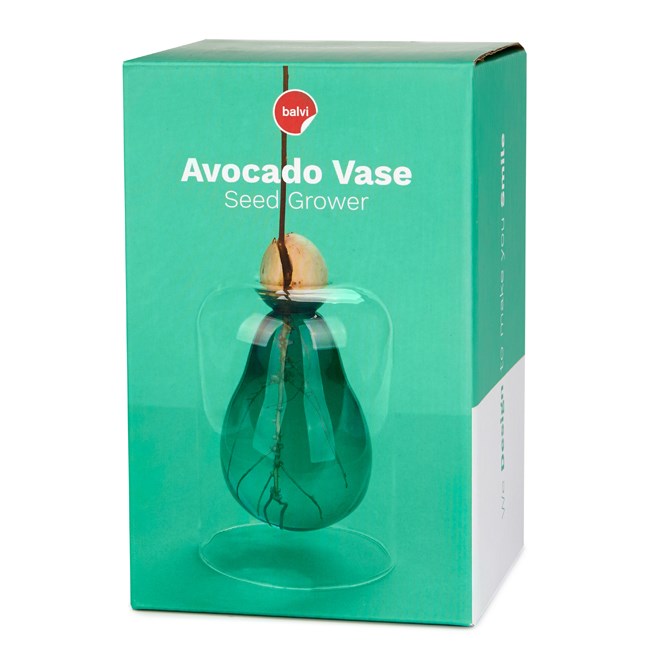 Vase de germination avocat