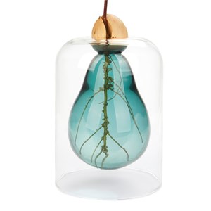 Vase de germination avocat