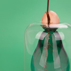 Vase de germination avocat