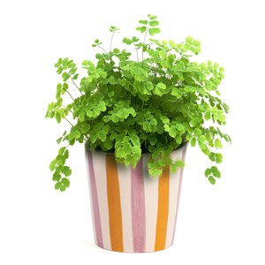 Cache pot en céramique à rayures 9 cm