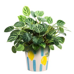 Cache pot en céramique à rayures 13 cm