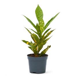 Duo de plantes ficus et codiaeum