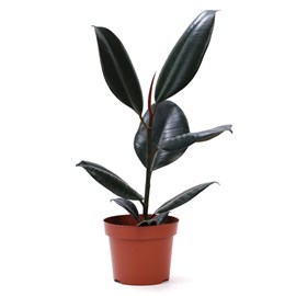 Duo de plantes ficus et philodendron