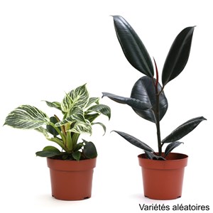 Duo de plantes ficus et philodendron