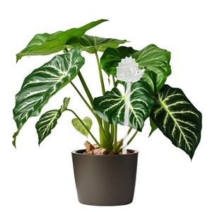 Bulle d'arrosage hérisson en verre