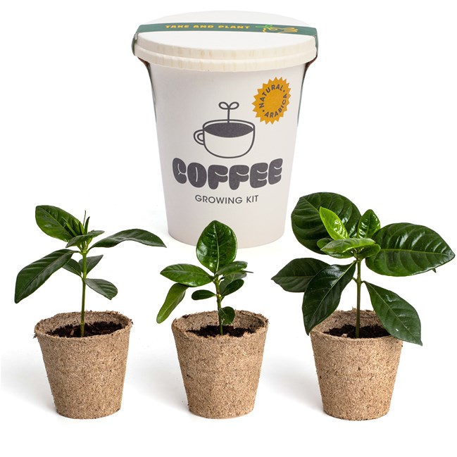 Kit trio de café à faire pousser