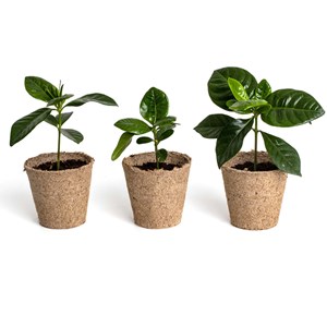 Kit trio de café à faire pousser